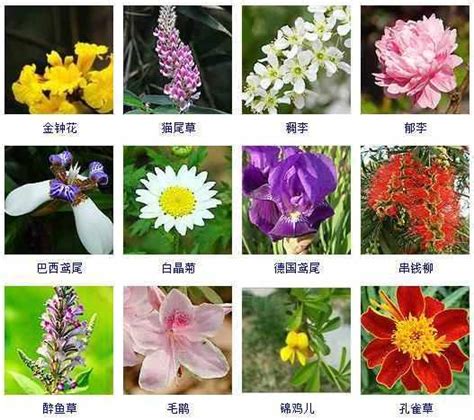 5月种什么花种子容易活-花卉百科-绿宝园林网