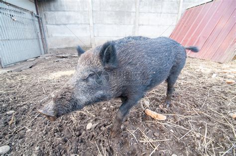 意大利农场的野猪高清图片下载-正版图片507071259-摄图网