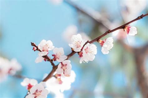 春暖花开图片素材-正版创意图片401004472-摄图网