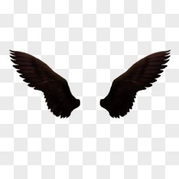 黑色背景下的天使翅膀素材-高清图片-摄影照片-寻图免费打包下载