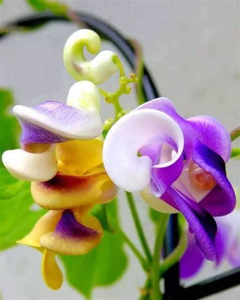 世界上最罕见的花~太美啦！