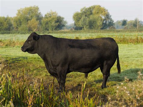 一头有大角的强大公牛在西班牙斗牛场上奔跑高清图片下载-正版图片506366382-摄图网