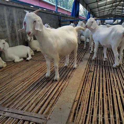 山羊纯种美国白山羊繁育场白山羊种羊市场价格 白山羊种羊市场价格-食品商务网