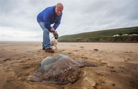 英国海滩发现巨型桶水母 - 海洋财富网