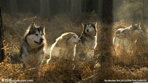 草地上奔跑的狼群动态摄影高清jpg图片免费下载_编号vr5h87yrz_图精灵