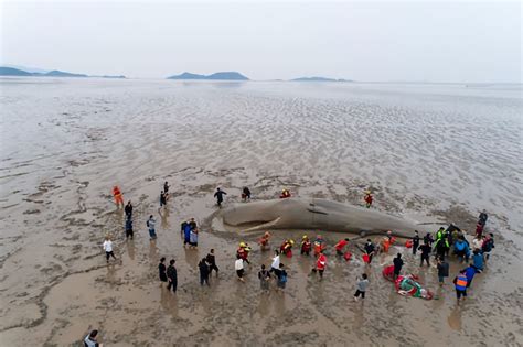 浙江救助的抹香鲸真的死了么？大型鲸鱼救援是世界性难题__财经头条