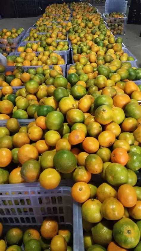 fresh mandarin/orange-北京彩美东方商贸有限公司