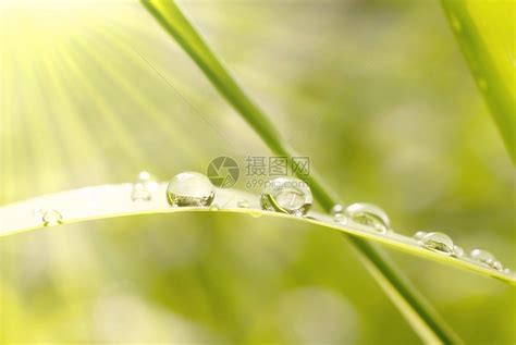 露水图片、露水图片大全