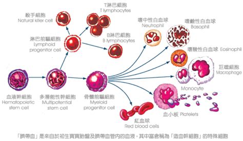 干细胞技术-深圳市茵冠生物科技有限公司