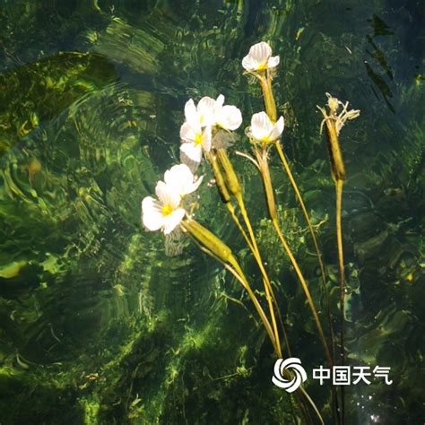 水性杨花植物图片大全_泸沽湖有种植物叫水性杨花_微信公众号文章