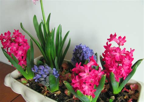 客厅里养花，最讲究“寓意”，这3种花种上，整个家里旺旺旺|客厅|植物|养花_新浪新闻