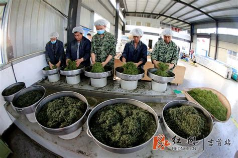 给力！湘西黄金茶春茶已销售13000余公斤_本地新闻_吉首市站