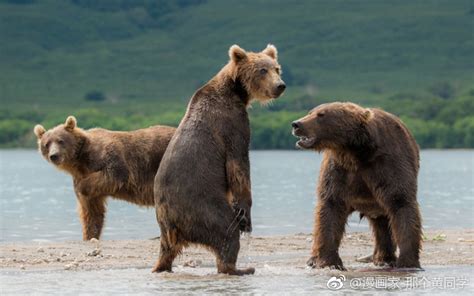 俄罗斯小熊河边嬉戏，憨态可掬。网友：这一定是俄罗斯人假扮的毛熊