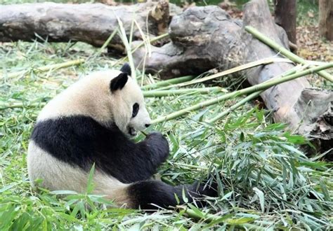 熊猫,大熊猫,陕西省,安全,中国,世界野生动物基金会,西安,抱着树,笋,野生动物保护摄影素材,汇图网www.huitu.com