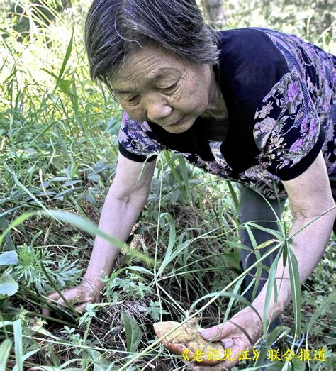 “老记见证网”2016暑期草原感悟之五 带着老娘上山捡蘑菇