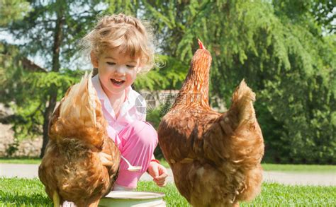 在农场喂鸡的女孩高清图片下载-正版图片503287411-摄图网