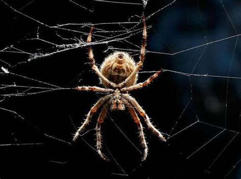 家里绿色的蜘蛛有毒吗 蜘蛛会在人睡觉时爬到人身上吗_蜘蛛 - 养宠客