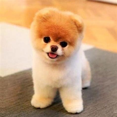 “世界最可爱狗狗”离世 - 2019年1月20日, 俄罗斯卫星通讯社