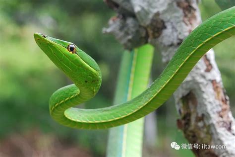 长有触须的蛇你见过吗？ _www.isenlin.cn