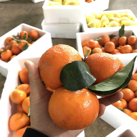 湘西椪柑橘子芦柑现摘柑橘整箱10斤当季新鲜水果甘甜多汁果园直发-淘宝网
