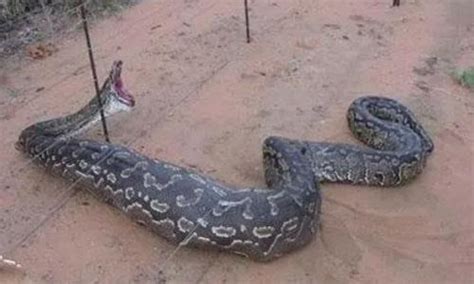 中国最吓人的一条巨蛇(五十米的巨蟒吓晕了旷工)_知秀网