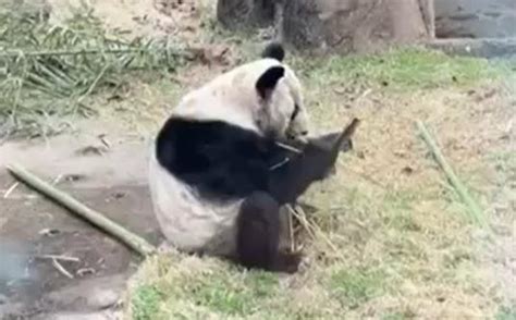 完成审批！北京动物园将派兽医和饲养员下周赴美 接“丫丫”回国_新浪新闻