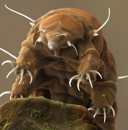 世界上最恐怖的虫子，像放大50倍的蜈蚣，被称为死亡之虫！