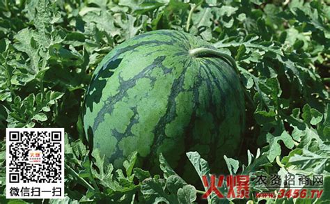 西瓜什么时候播种，西瓜种植时间-智农361-农事百科