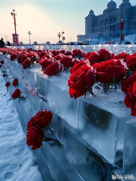哈尔滨“冰玫瑰”火上热搜，网友：这不AI吗 - 关注 - 济宁新闻网