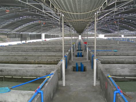 云南茂湾水产养殖有限责任公司 - 云南茂湾水产养殖有限责任公司