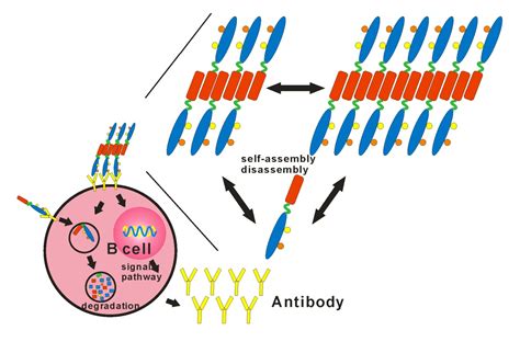 基因治疗领域的后起之秀-mRNA疫苗