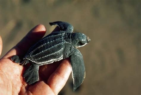 海龟-古老的爬行动物 5.23世界海龟日|爬行动物_新浪新闻