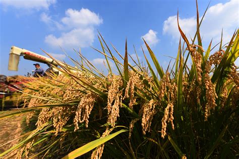 水稻平均亩产753.1公斤 溧阳“苏南第一方”变身“江苏第一方”_思想与实践