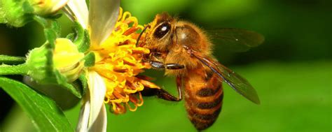 养蜜蜂的技巧有哪些？ - 养蜂技术 - 酷蜜蜂