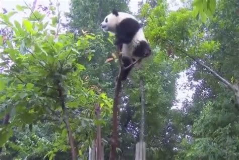 小熊猫用生命爬树，网友：终于知道为什么成国宝了！