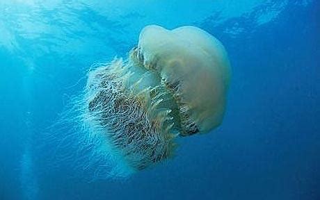 潜水员遭遇和人一样大的巨型水母（照片） - 2019年7月16日, 俄罗斯卫星通讯社