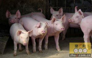 执业兽医网-猪病-兽医诊断猪病的步骤和思维