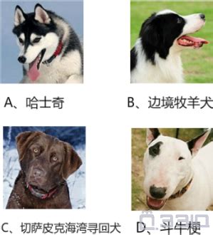 狗狗的智商排行榜第一，世界智商排名第一的狗狗是哪种