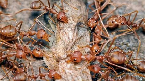 揭开行军蚁自杀式“死亡怪圈”之谜 - 神秘的地球 科学|自然|地理|探索