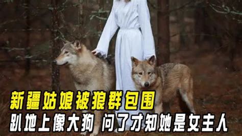 动物故事：受伤狼王在洞中等死，被流浪狗意外搭救，一起重返狼群 - 知乎
