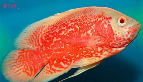 海底热带鱼高清图片下载-找素材