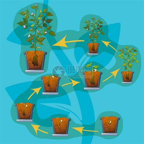 盆栽植物生长过程插画图片下载-正版图片302479209-摄图网