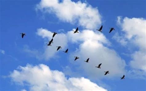 大雁为什么往南飞，且飞行能力超强-农百科