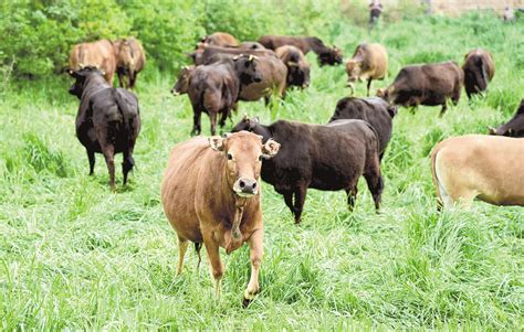 湖北肉牛养殖还需使牛劲 – 丰硕养殖业科普网