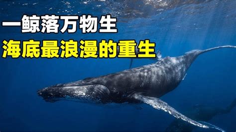 一鲸落万物生！罕见的鲸落现象，被称为史上最浪漫的重生_腾讯视频