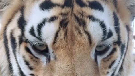 老虎就是老虎看你的表情都很霸气_凤凰网视频_凤凰网