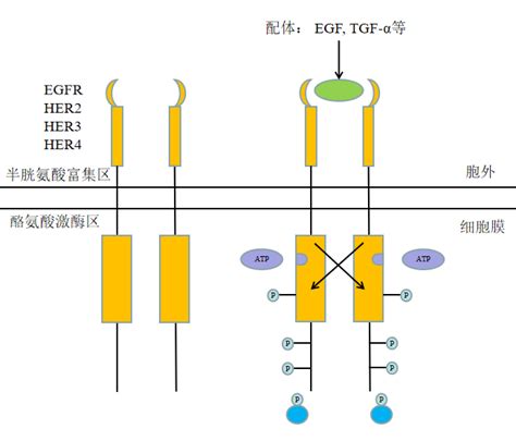 君实/微境EGFR-Exon 20插入等非常见突变抑制剂AP-L1898胶囊（JS111）临床申请获NMPA受理 - 知乎