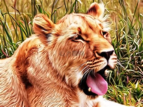 母狮,打呵欠,动物高清图库素材免费下载(图片编号:7364438)-六图网