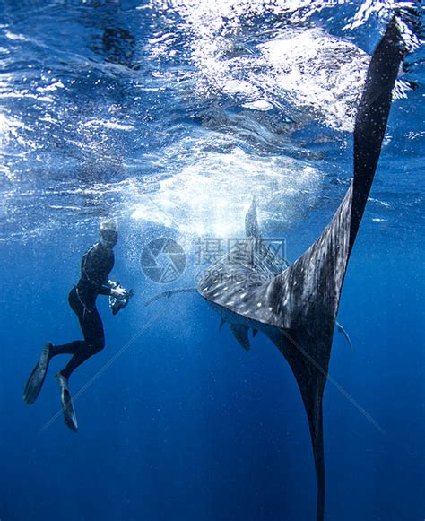与鲸鲨的区别高清图片下载-正版图片501882935-摄图网