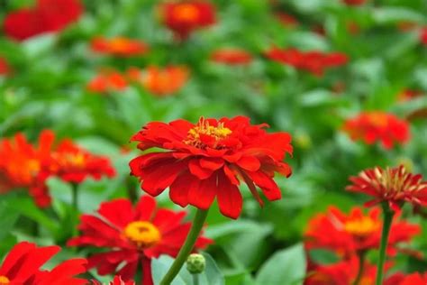 如何正确地种植百日菊（时间、方法、技巧，让你轻松拥有美丽花园）_花植网
